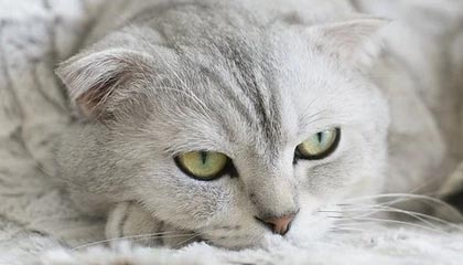 app下载-EWC直播：开启全场景互动的革新之门